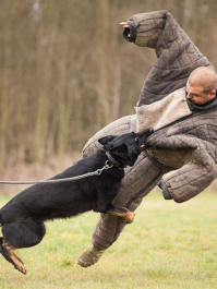 Mand VS. hund Krakow
