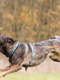Hundejagt (polterabend) Prag